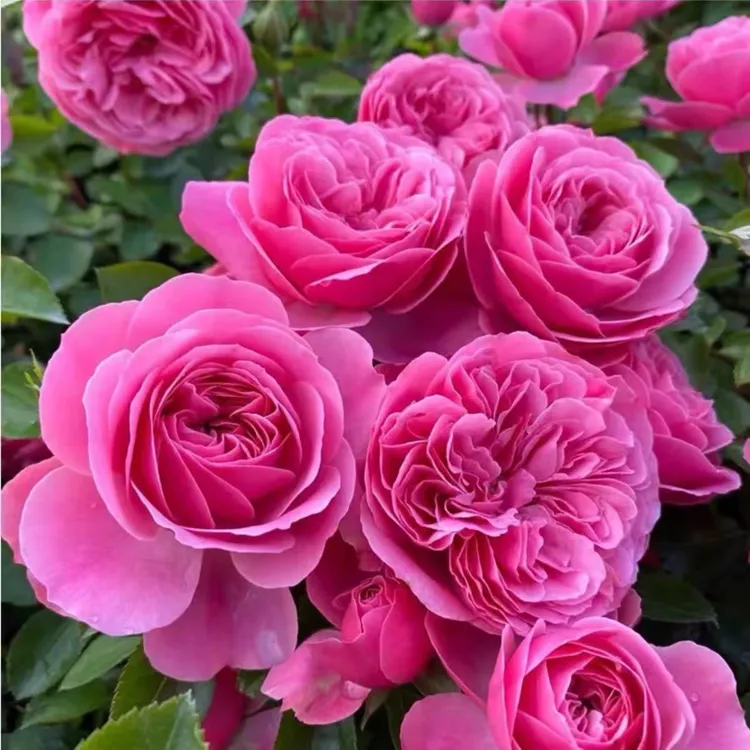 粉色达芬奇爬藤蔷薇月季花苗植庭院阳台四季开花浓香花卉绿植盆栽