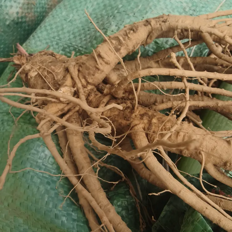 甘肃高山鲜当归可煲汤泡水泡酒滋补养生