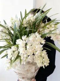 白玉香兰 （5支)  精致兰花耐寒好养室内 云南鲜花绿植