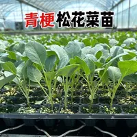 青梗花菜苗秧苗青梗花椰菜四季松花种苗花椰菜耐热抗寒春季有机菜