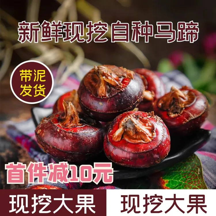 新鲜荸荠马蹄特大果地栗地梨农家旱地现挖红皮红中果干马蹄果现挖