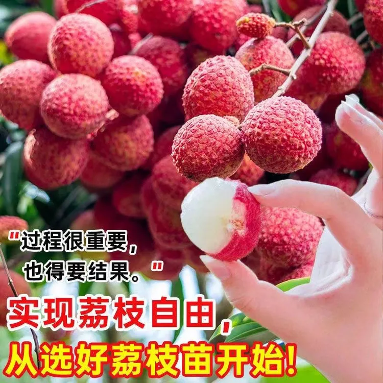 潮汕正宗赤岗新鲜现摘现发玲珑荔枝1-5斤