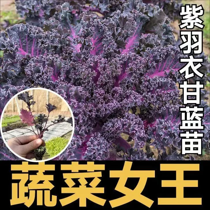 羽衣甘蓝苗秧高产耐寒蔬菜女王绿粉紫羽衣甘蓝四季蔬菜食用蔬菜苗
