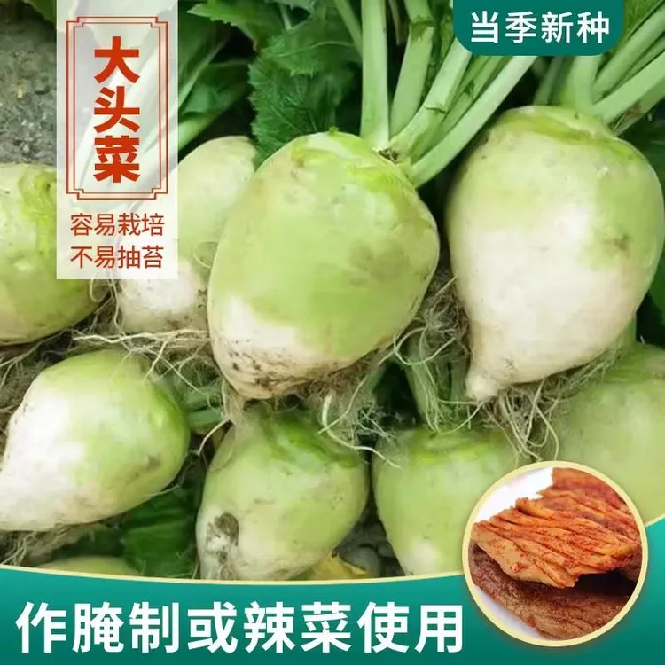 大头菜种子江南四川做腌制咸菜榨菜根茎种子芥菜疙瘩四季蔬菜种子