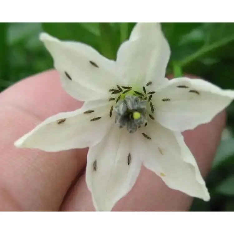 辣椒、花生、豆子通用版