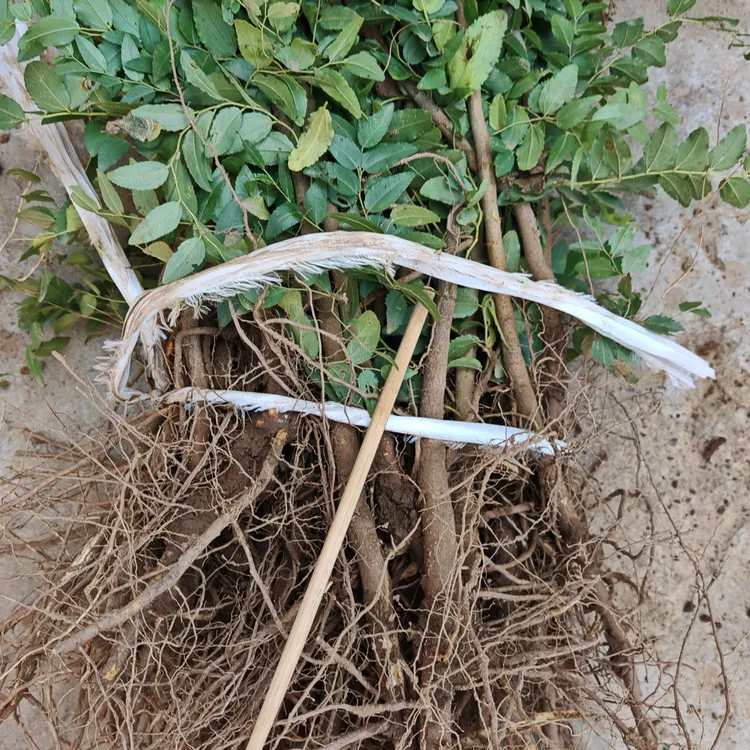 2年酸枣苗精品酸枣苗保湿邮寄快递发货