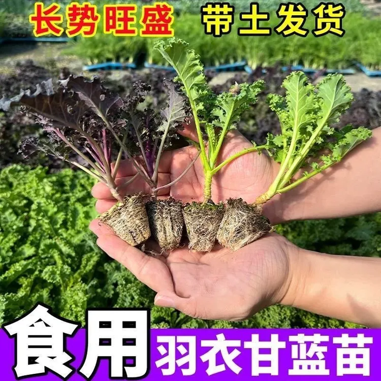 【山东寿光优质羽衣甘蓝苗】超耐寒高产秋冬鲜食高钙蔬菜种植简单