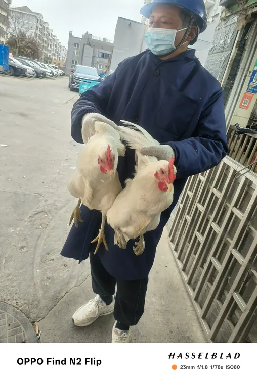 两只纯白色散养老母鸡，孕妇首选，纯白色散养老母鸡很少