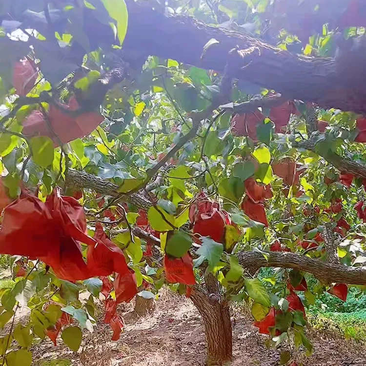 （坏果包赔）现摘现发河北清脆甜口鸭梨现采现发脆甜爆汁细腻无渣