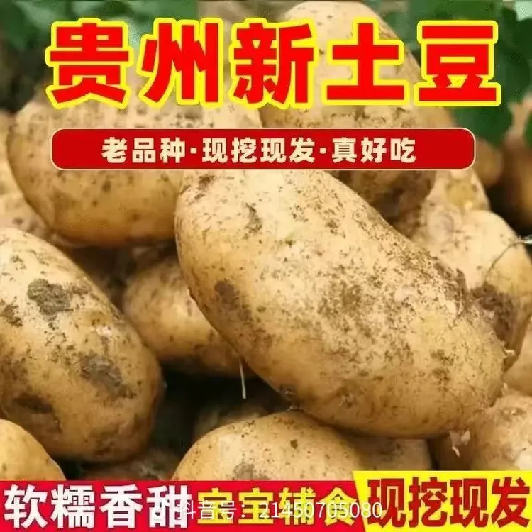 贵州黄皮黄心土豆沙糯粉面新鲜现挖当季蔬菜