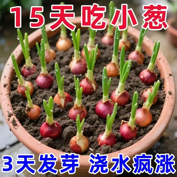 四季小香葱火葱头红葱头黄葱头阳台庭院田园盆栽种1斤3斤5斤包邮