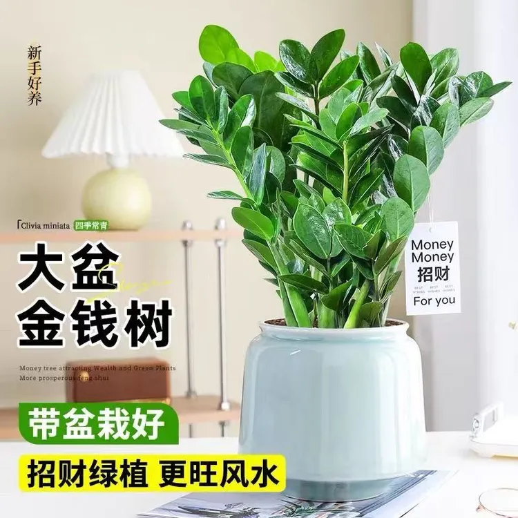 金钱树盆栽植物发财树原土原盆发货客厅室内绿植花卉四季常青