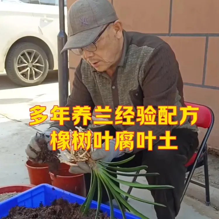 君子兰专用腐叶土 疏松透气橡树叶腐叶土 君子兰精品土（约5斤装）