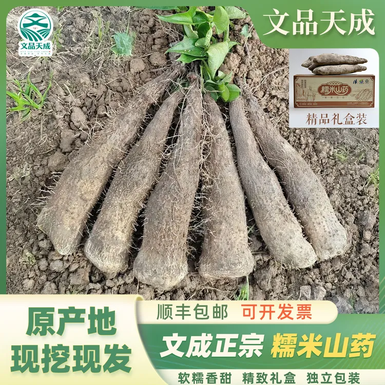 文成糯米山药正宗温州特产高山蔬菜新鲜山药原产地现挖现发顺丰
