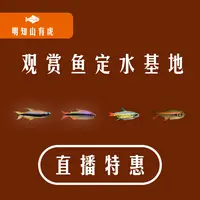 黄dy黄彩青鱼满三单发货明知山有虎直播观赏鱼