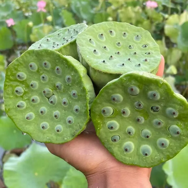 湖南新鲜莲蓬现摘现发甜嫩莲子米生吃清香脆甜应季水果