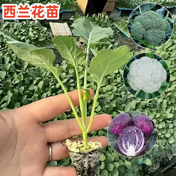 高产西兰花秧苗青梗松花菜苗西蓝花椰菜苗盆栽秋冬耐寒西兰苔幼苗