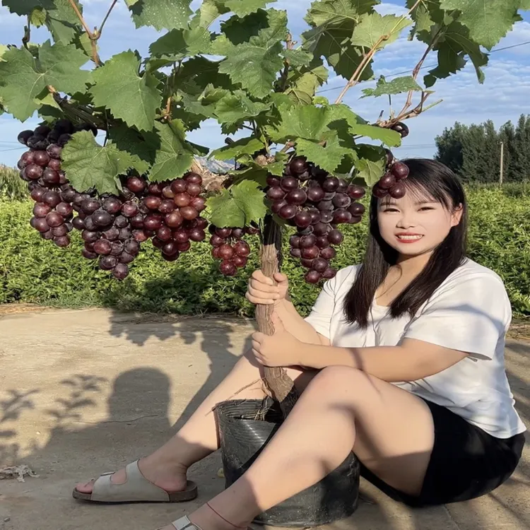 葡萄树苗南北方种植盆栽地栽都可以
