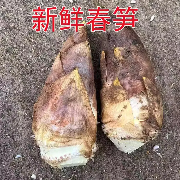 新鲜楠竹春笋湖南高山竹笋现挖带壳野生山竹笋出老根脆嫩自然生长