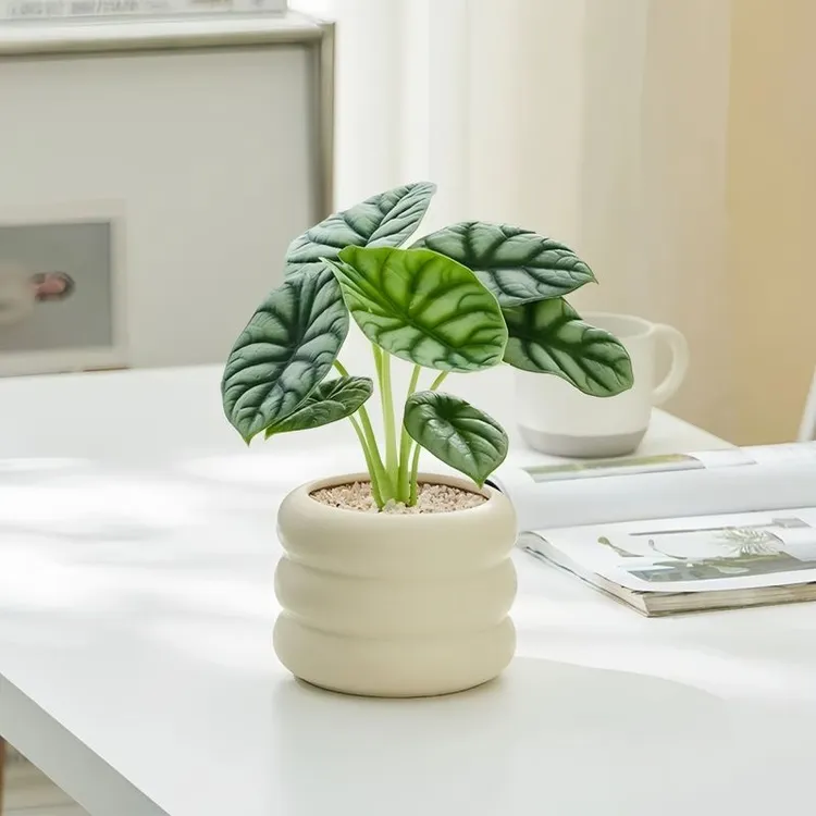 白犀牛海芋盆栽办公室内北欧风绿植客厅摆件装饰品懒人花好养植物