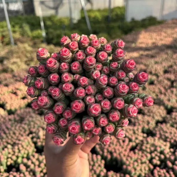 A级钱串子 钱多多（60个花头+）多肉植物