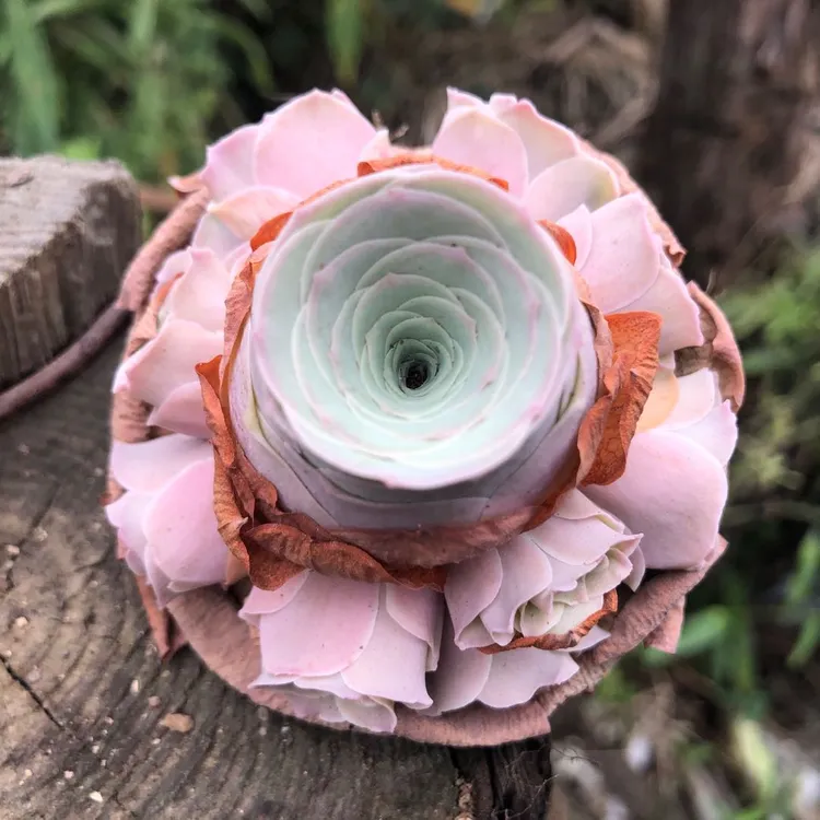 可以变粉的山地玫瑰紫珍珠多肉植物阳台绿植办公室盆栽好养花卉