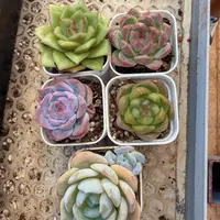 5颗精品小多肉带盆土