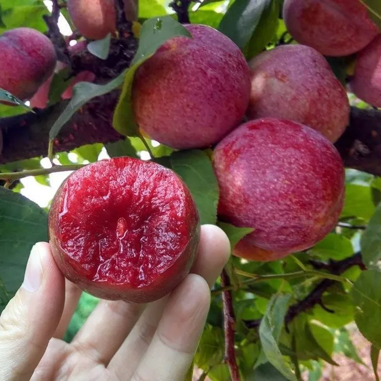 广西红心三华李正宗三华李脆李酸甜可口现摘现发