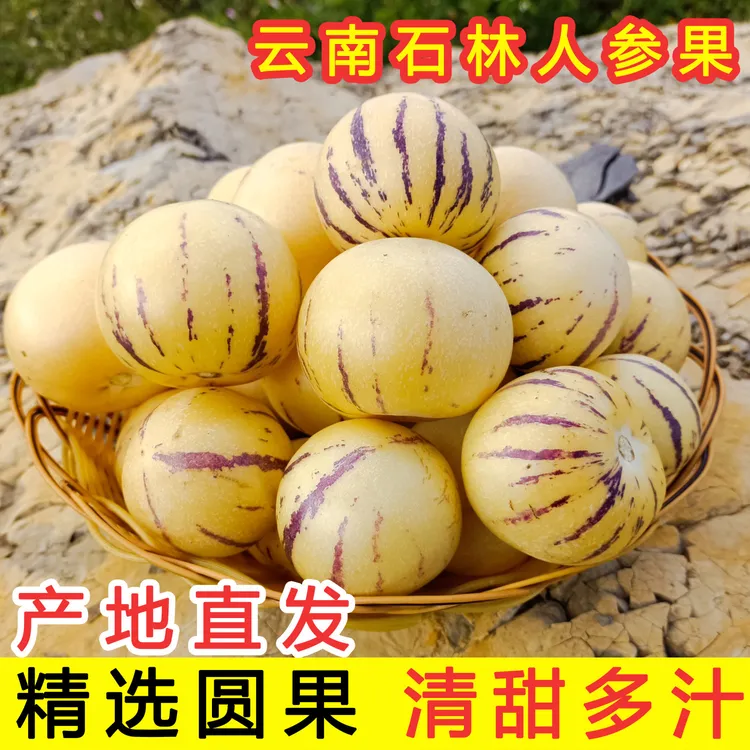 【老木凹村】9+糖云南石林人参果树上熟黄肉圆果清甜皮薄多汁低糖