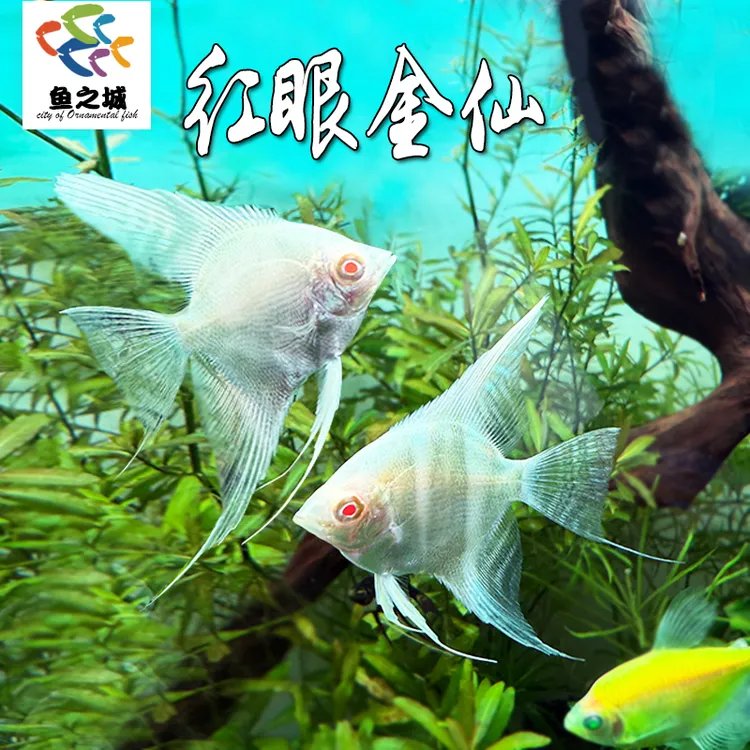 红眼金仙神仙鱼观赏鱼热带鱼淡水燕鱼海鸥红魔鬼金顶新手鱼天使