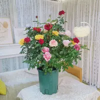 【多色月季花大规格2加仑】混色玫瑰开花绿植2-6个颜色带花苞发