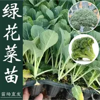 西兰花苗蔬菜苗西兰花阳台盆栽绿菜花菜有机菜花苗西蓝花