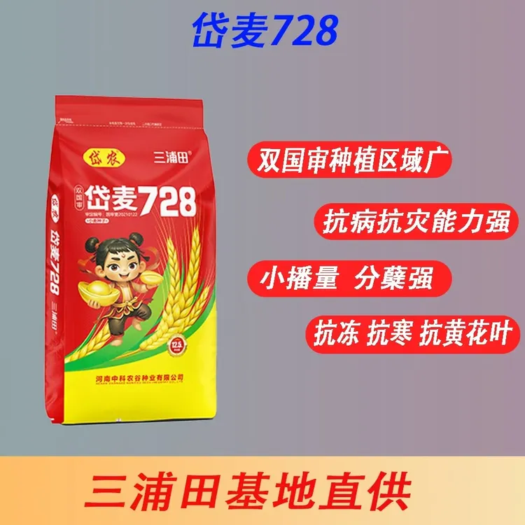 岱麦728(辰科 1)双国审抗倒抗病  高产量小麦种子