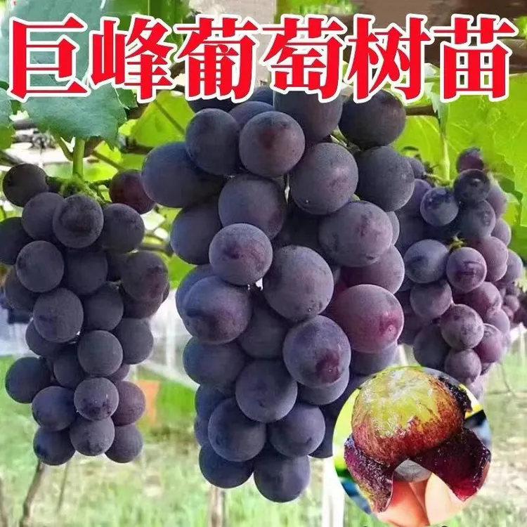 巨峰葡萄树苖新品耐寒耐旱盆栽地栽阳光玫瑰葡萄树苗当年结果树苗