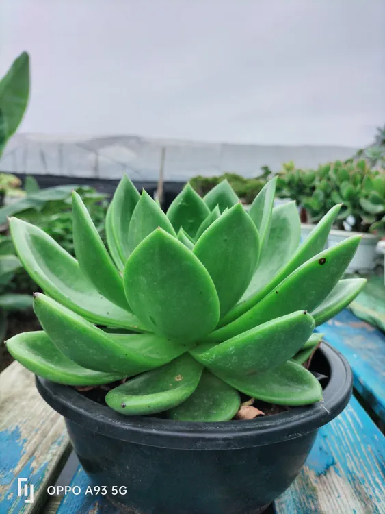 翠花多肉植物 冠幅20公分起发 脱土发货易养活