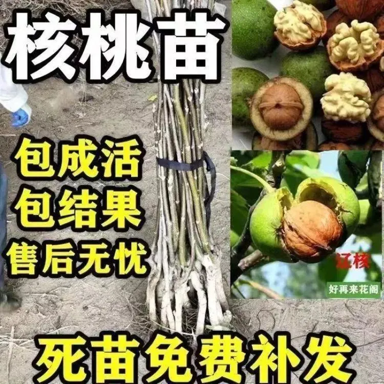 核桃树苗嫁接果树苗香玲核桃新疆薄皮核桃苗耐寒南方北方种新品种