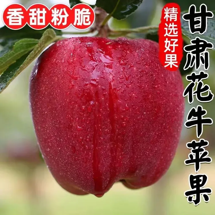 正宗甘肃天水花牛苹果脆粉两吃新鲜当季水果平安果陕西发货