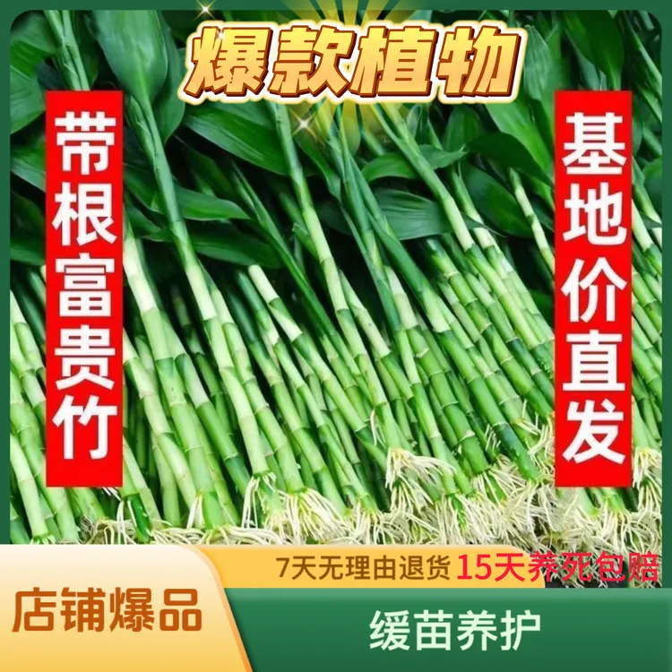 [平台热卖爆款]带根富贵竹文昌竹大叶水培室内花卉绿植盆栽