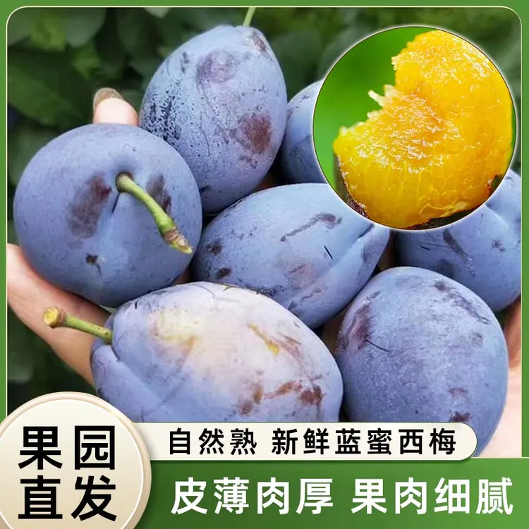 【顺丰包邮】西梅新鲜水果正宗西梅孕妇新鲜水果应季水果维c水果甜