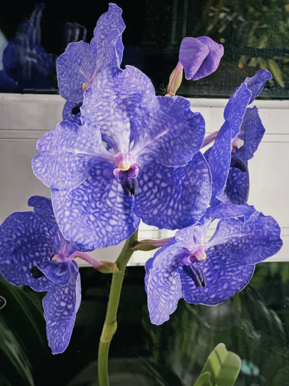 蓝网万代兰 蓝紫色大花 壮苗生花剑 老桩苗 好养耐开花期长易复花