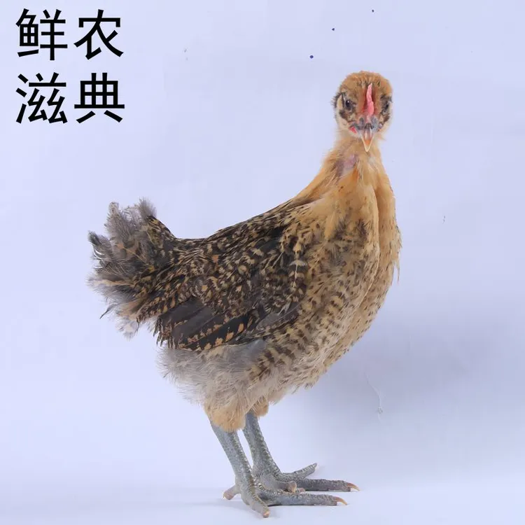 鲜 农滋典低温培育红瑶土鸡下绿壳鸡宠物鸡250g左右发货包邮
