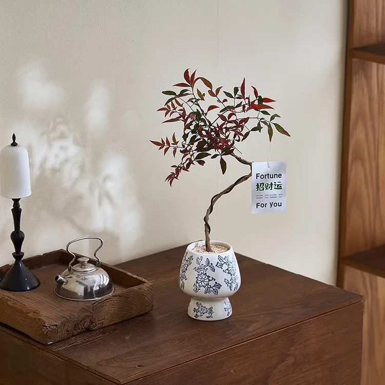 植造氧 造型南天竹室内好养喜阳耐阴耐寒桌摆卧室茶座懒人绿植