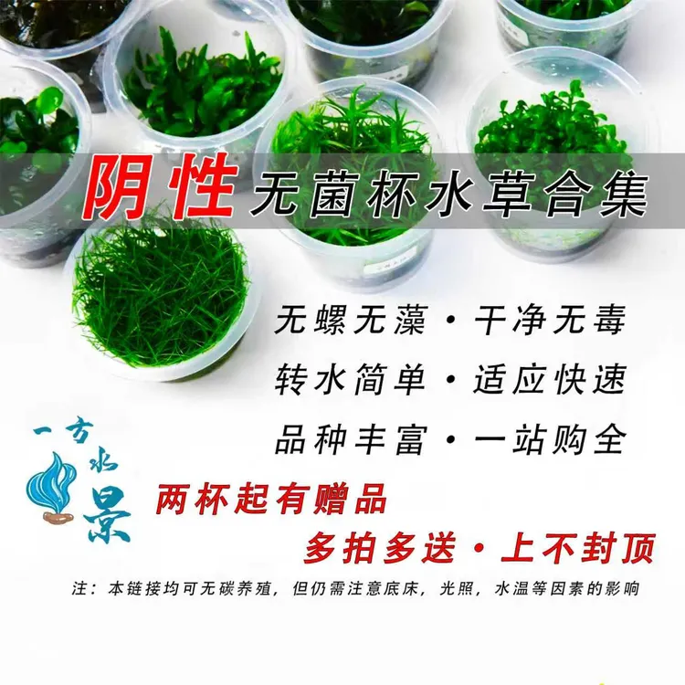 【阴性水草无菌杯合集】需要种植新手入门鱼缸造景净化增氧草缸草坪