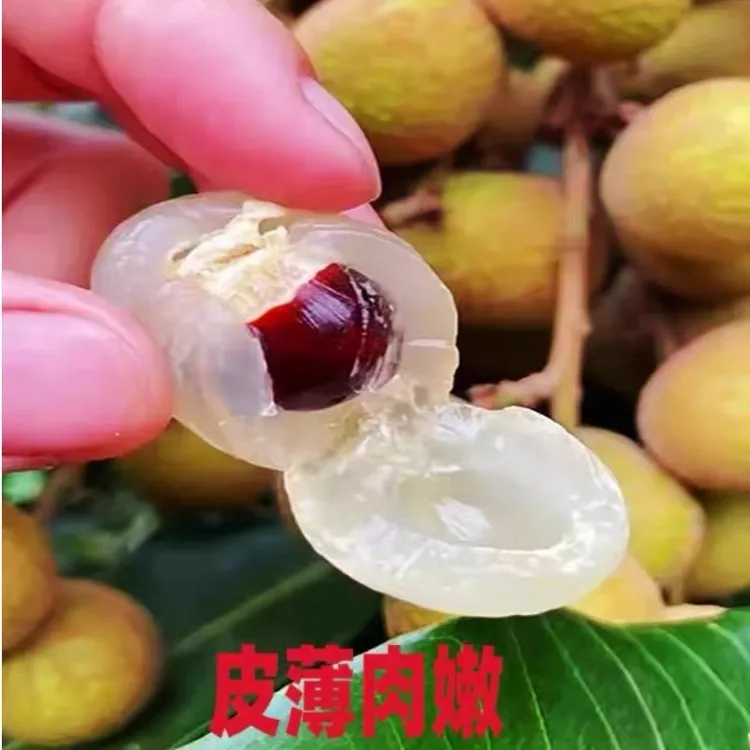【顺丰包邮】正宗四川石硖龙眼金沙江边现摘现发