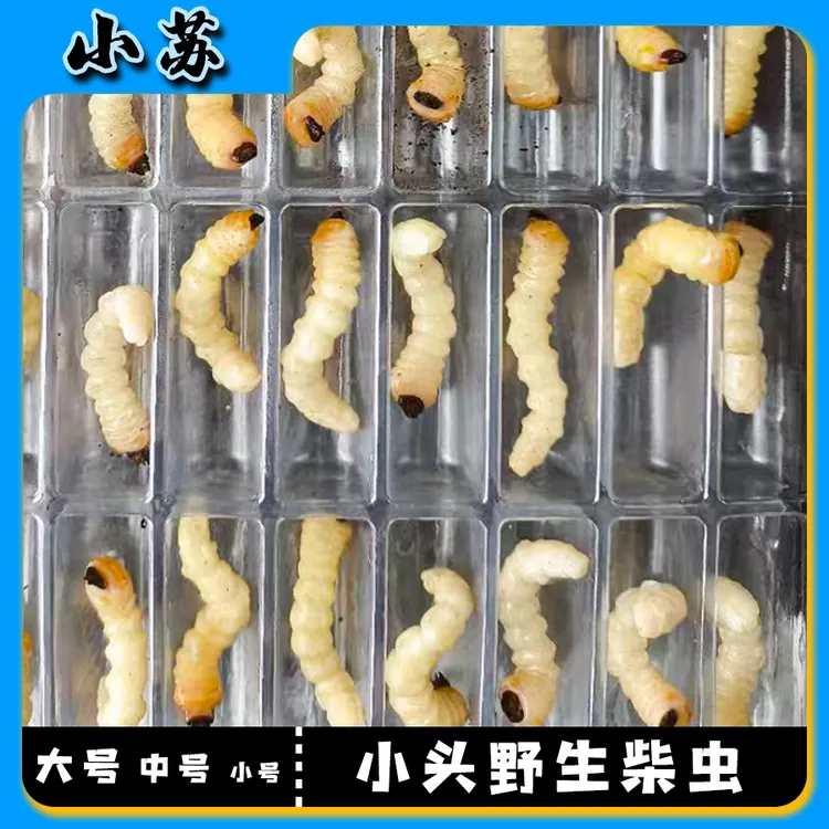 野生新鲜小头柴虫画眉鸟黄豆鸟提性壮膘鸟食（包95%成活）