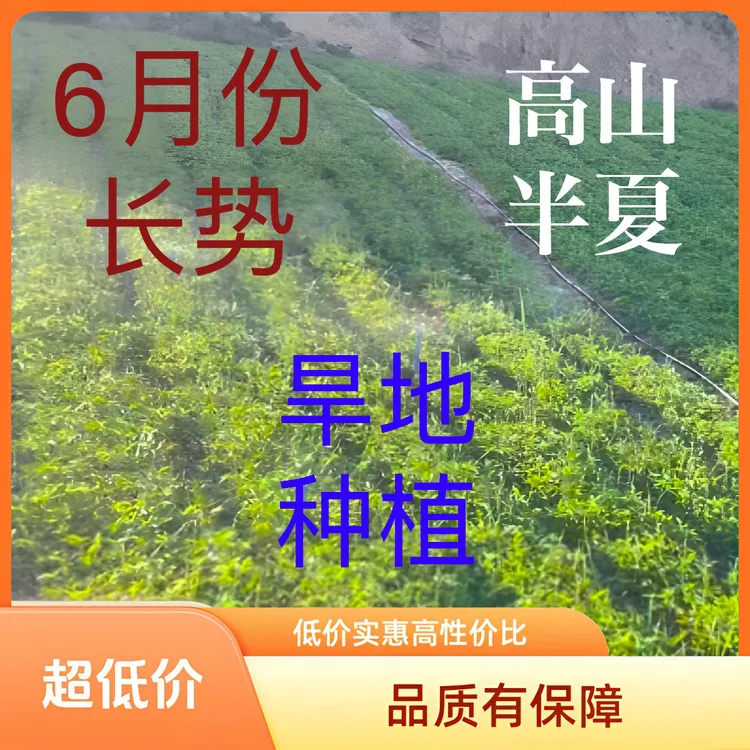 甘肃旱半厦一单发500克无加工原生态无制汉半下半夏