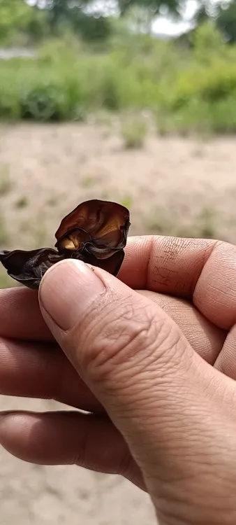 东北长白山特产黑木耳500G正宗野外自然生长口感软糯干货