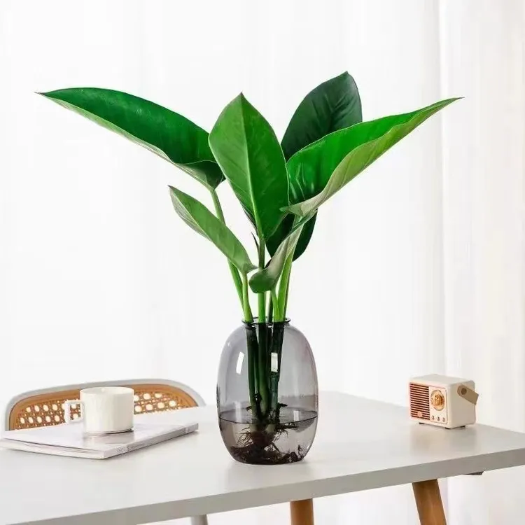 大王金钻水培绿植室内办公室桌面好养美观观叶植物吸甲醛净化空气