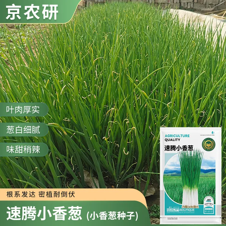 【农科院推荐】葱种四季小香葱种子白根小葱四季阳台盆栽速生易种