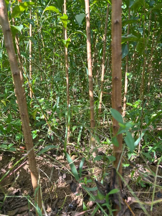 镇宁六马蜂糖李苗一年苗两年苗老树嫁接苗一代嫁接苗